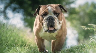 5 Tips for Caring for Your Senior Bulldog – Squishface