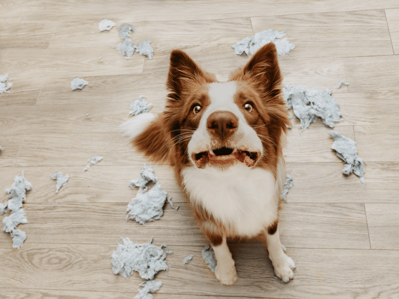 Border collie dog with anxious behavior - destruction