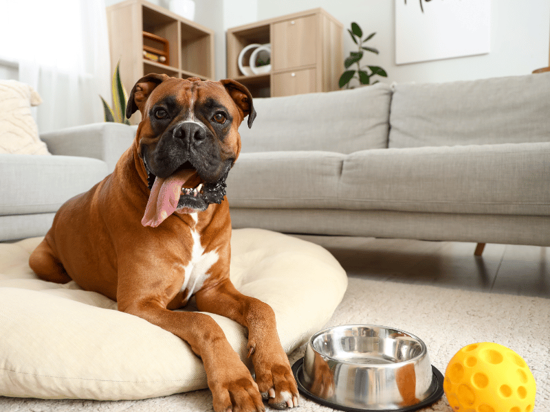 Picture of anxious boxer dog lying on dog bed