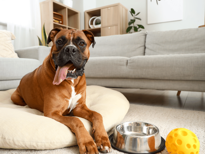 picture of a boxer dog resting in their dog bed