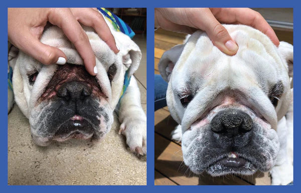 Picture of a bulldog before & after using wrinkle wipes and paste