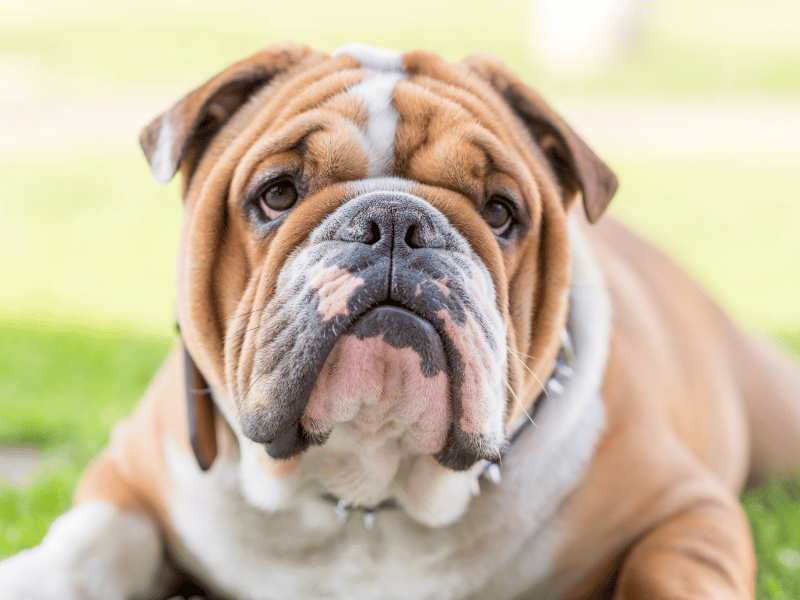 picture of a bulldog with a dry, cracked snout