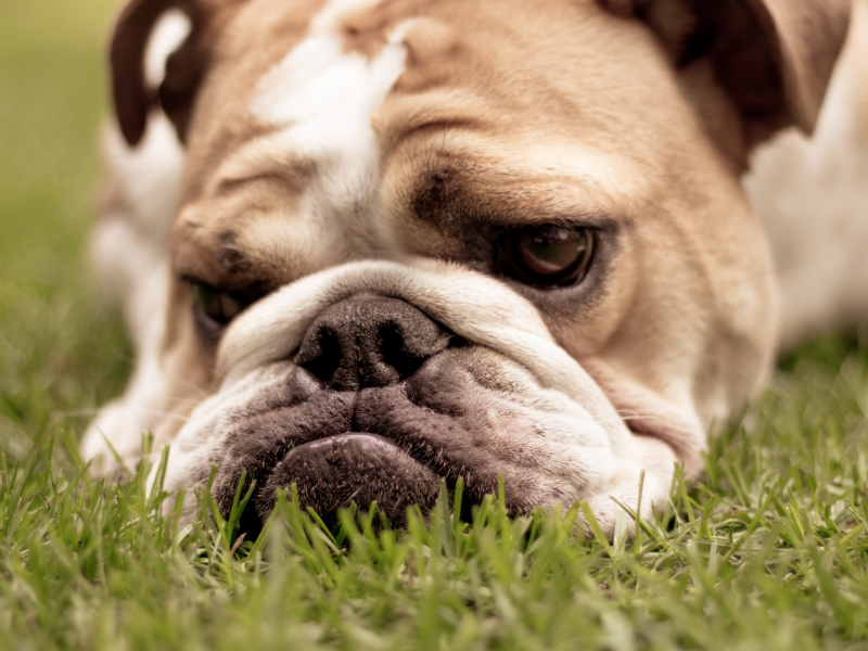 picture of an english bulldog lying in the grass