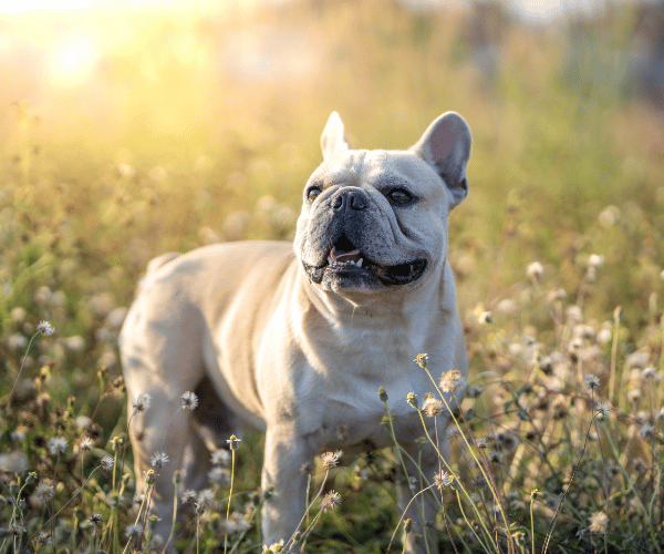 Picture of a bulldog outside in the grass
