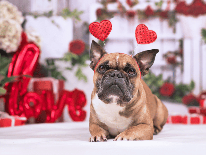 Bulldog Valentine's Day Costume