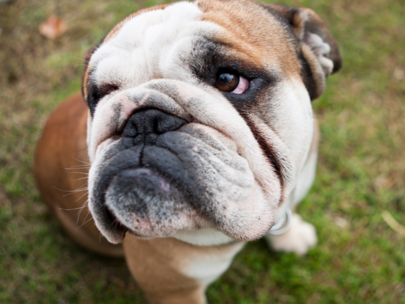 How to Help a Bulldog's Irritated Wrinkles