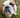 bulldog with tear stains
