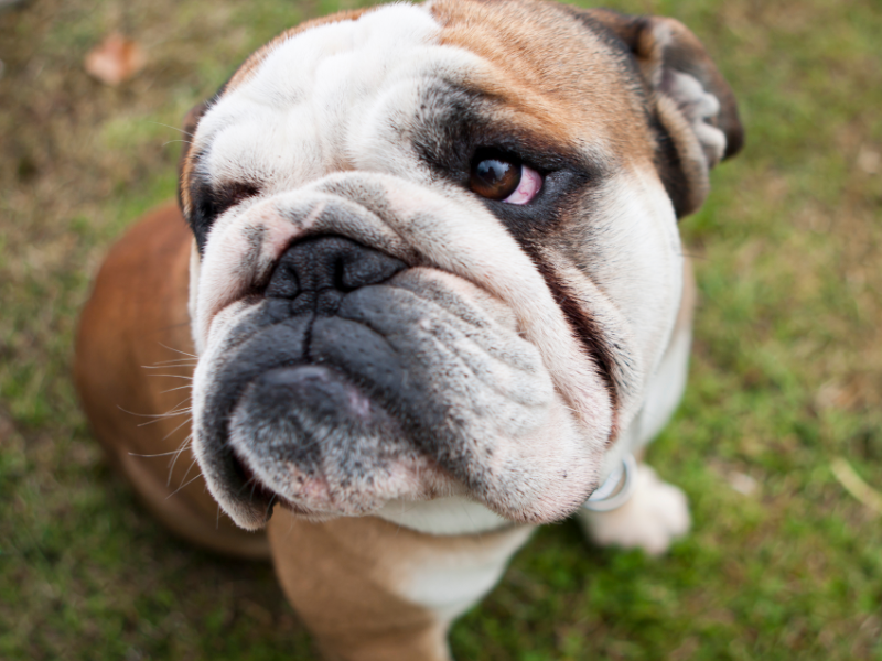 picture of an english bulldog with tear stains