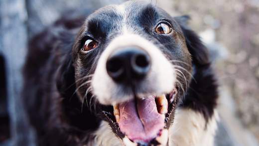 Dog smiling at camera displaying tear stains