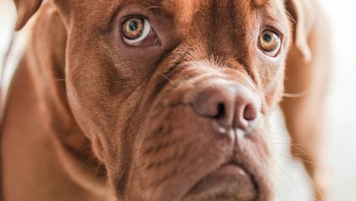 English bulldog with tear stains