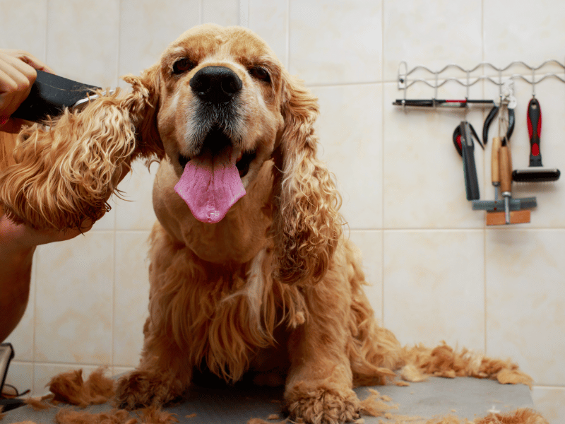 Long-haired dog being groomed
