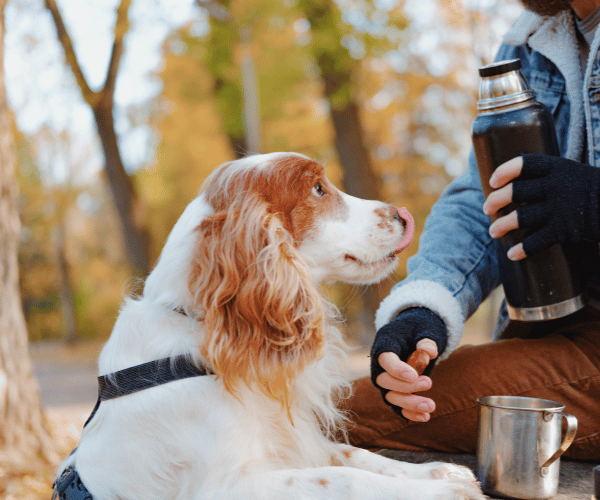 picture of a cocker spaniel dog licking their nose