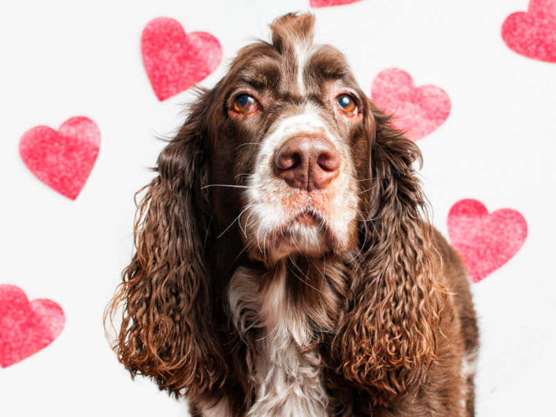 picture of cocker spaniel dog on valentine's day
