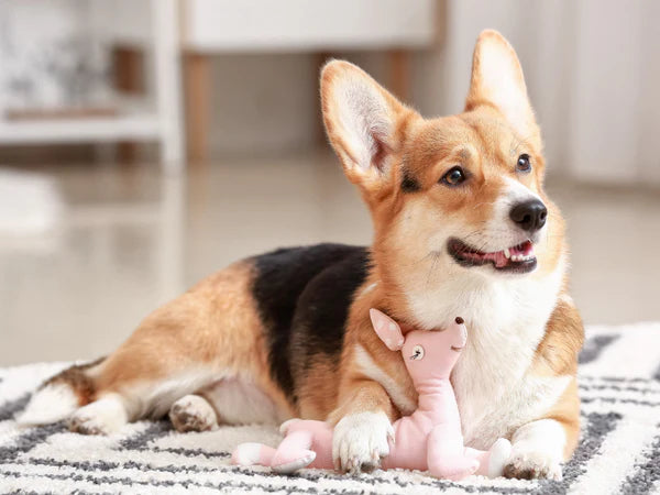 Picture of a corgi dog with their toy