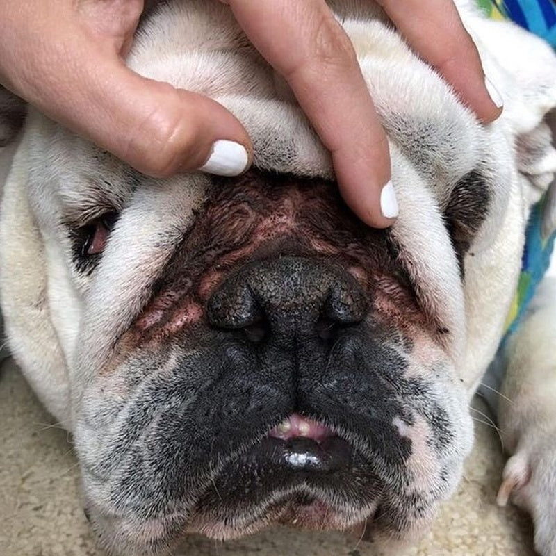 Squishface English bulldog wrinkle face dog