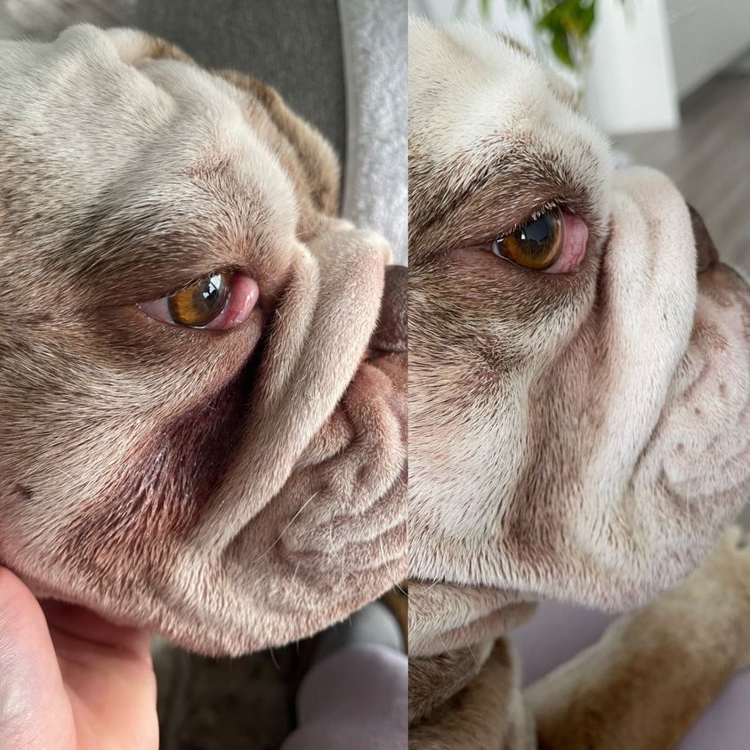 before and after photo of a dog using squishface products