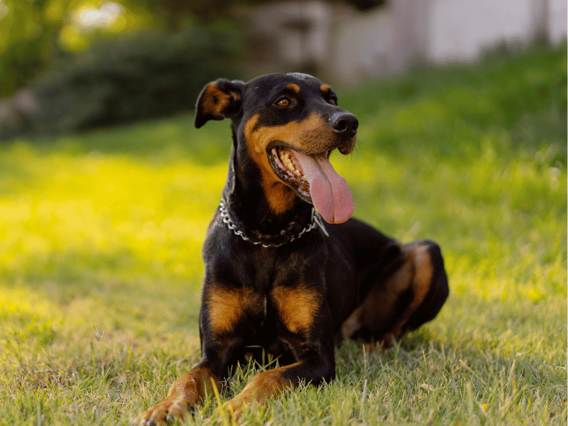 picture of a doberman dog lying in the grass