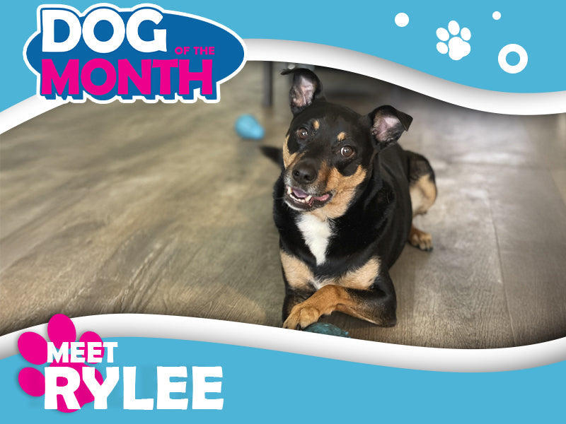 Meet Rylee - The Office Dog of the Month