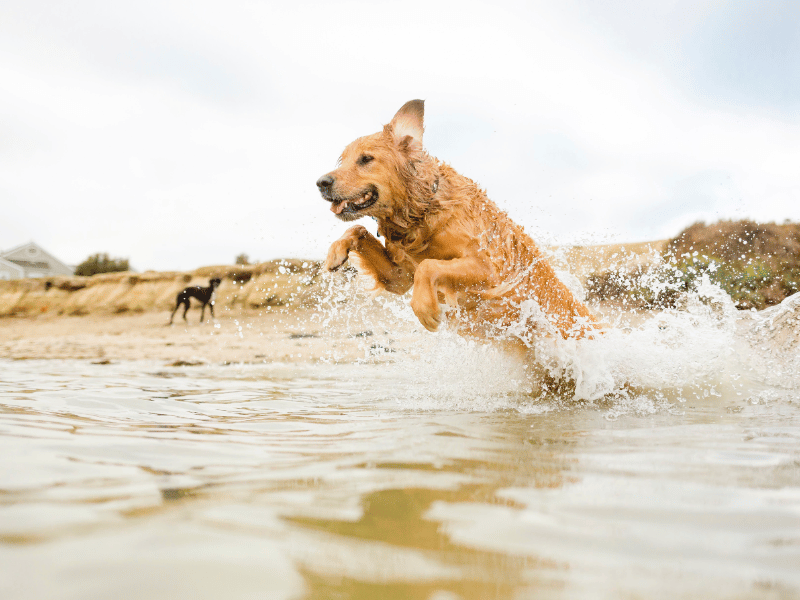 Picture of a dog enjoying the day at the beach