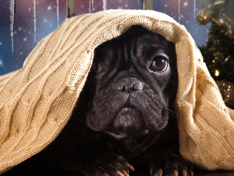 dog hiding under blanket