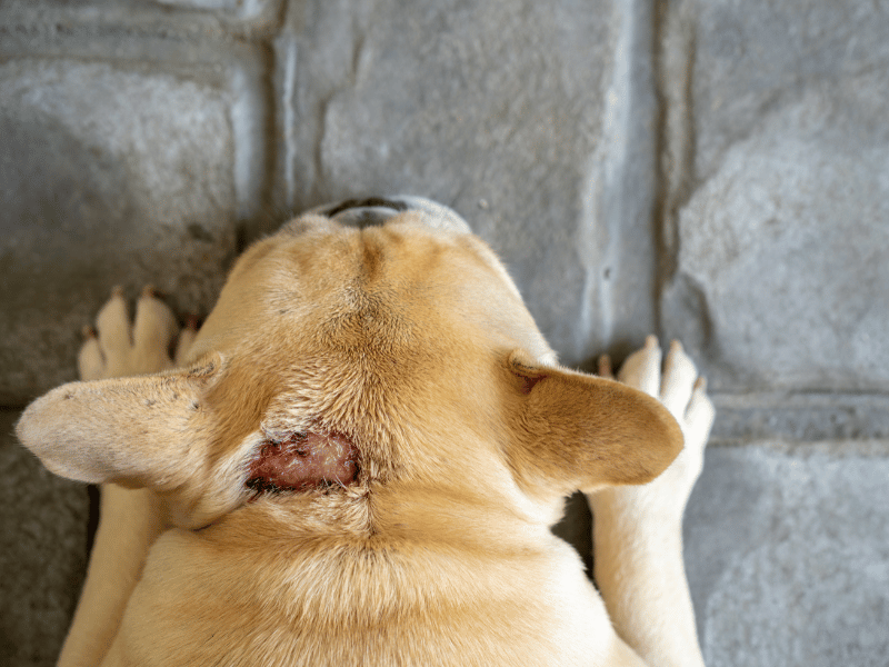 a picture of a french bulldog's hot spots