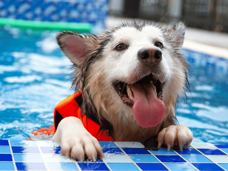 Picture of a dog in a swimming pool with a life jacket on