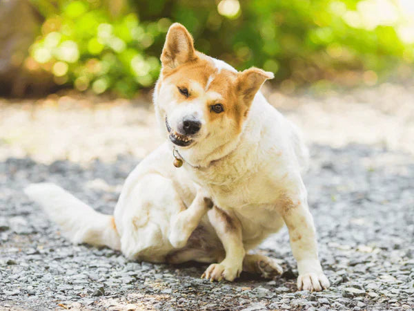 Seasonal Allergies in Dogs: Symptoms and How to Help