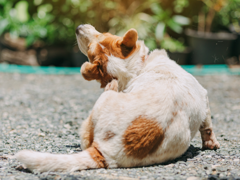 picture of a dog itching behind their ear