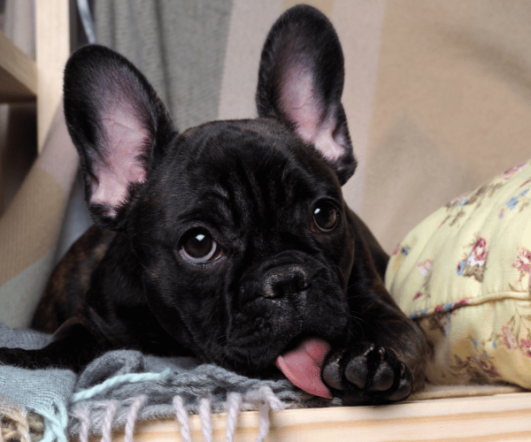 picture of a french bulldog licking their paw