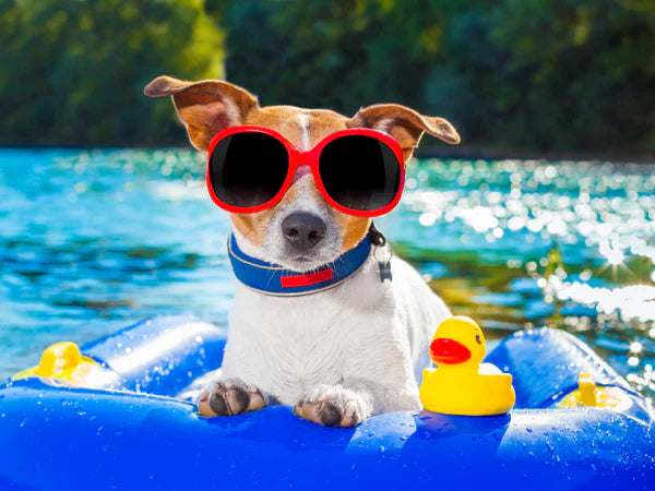 dog on pool float with sunglasses on