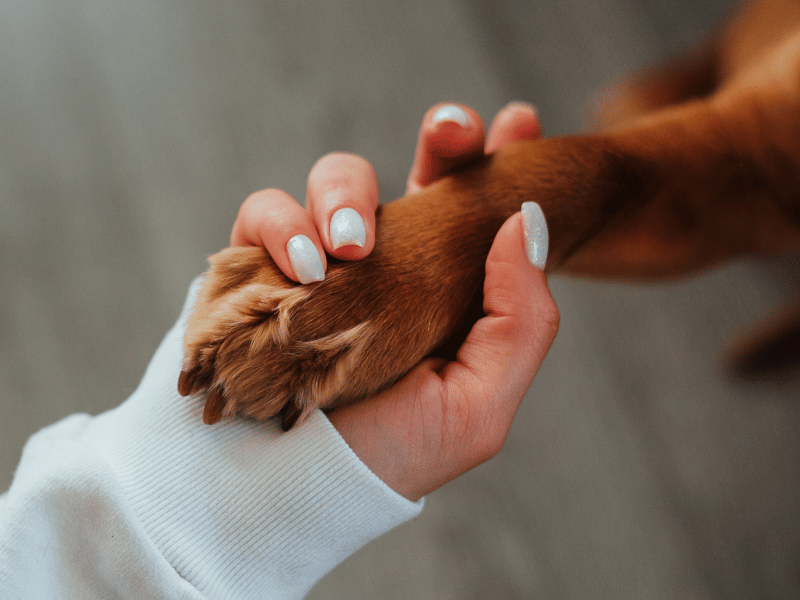 Why Are My Dog’s Paws Red and Irritated?