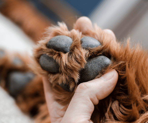 picture of a dog's paw pad