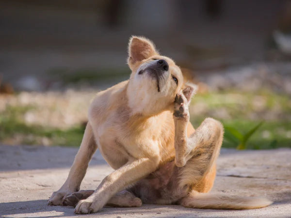 Picture of a dog scratching their dry and flaky skin