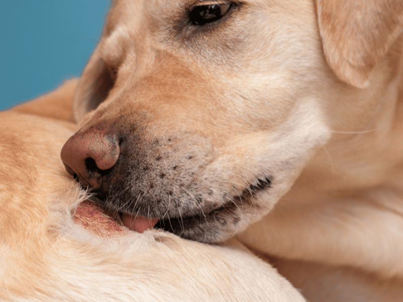 picture of a dog licking their skin infection