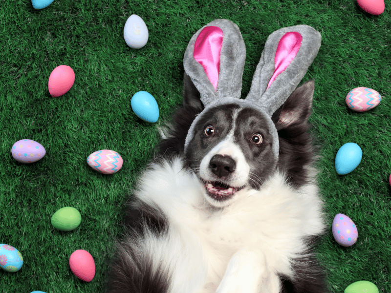 Easter Safety Tips for Dogs