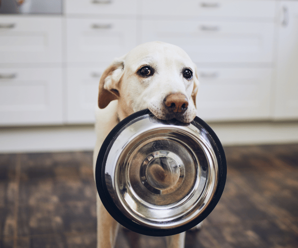 picture of a dog holding a food bowl in their mouth