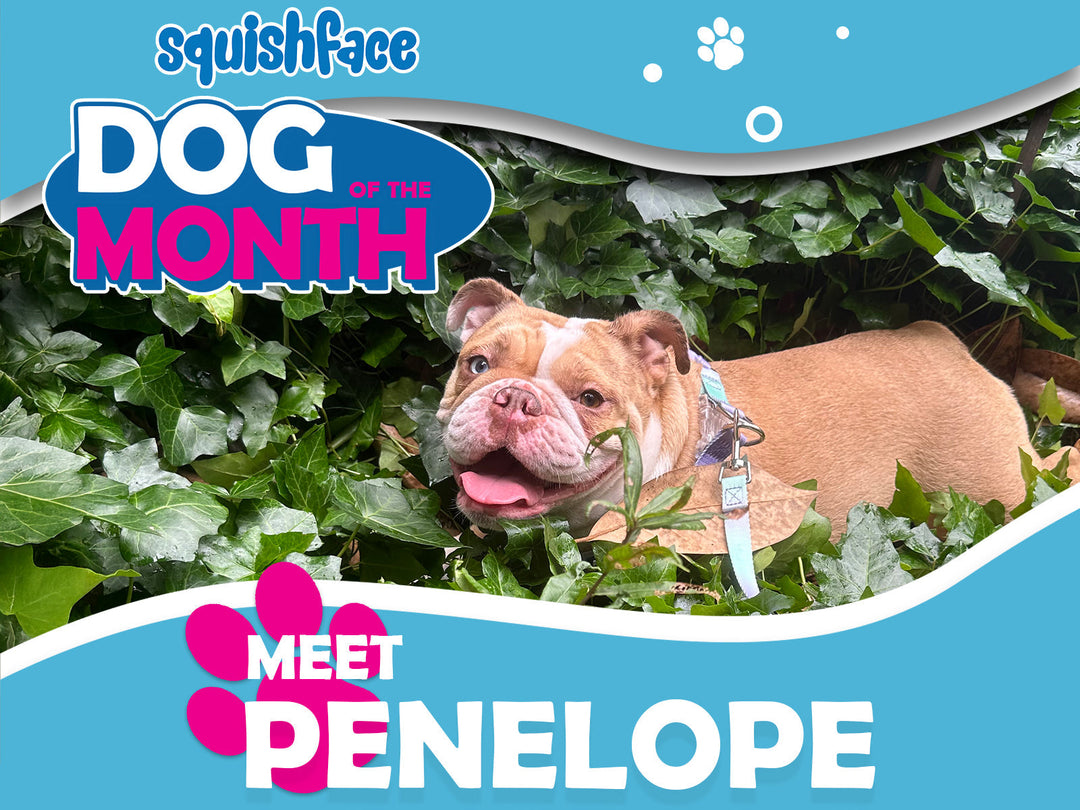english bulldog, penelope