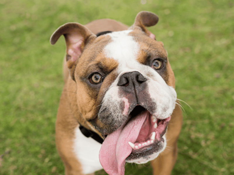 Dog Panting: Causes and Symptoms – Squishface