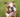Picture of an english bulldog panting 