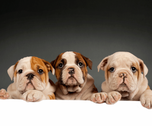 english bulldog puppies