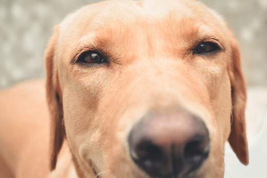 Dog with epiphora