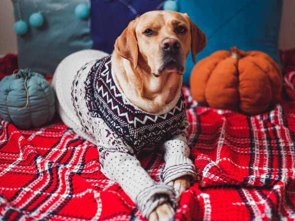 10 Fun Fall Activities to Do With Your Dog – Squishface