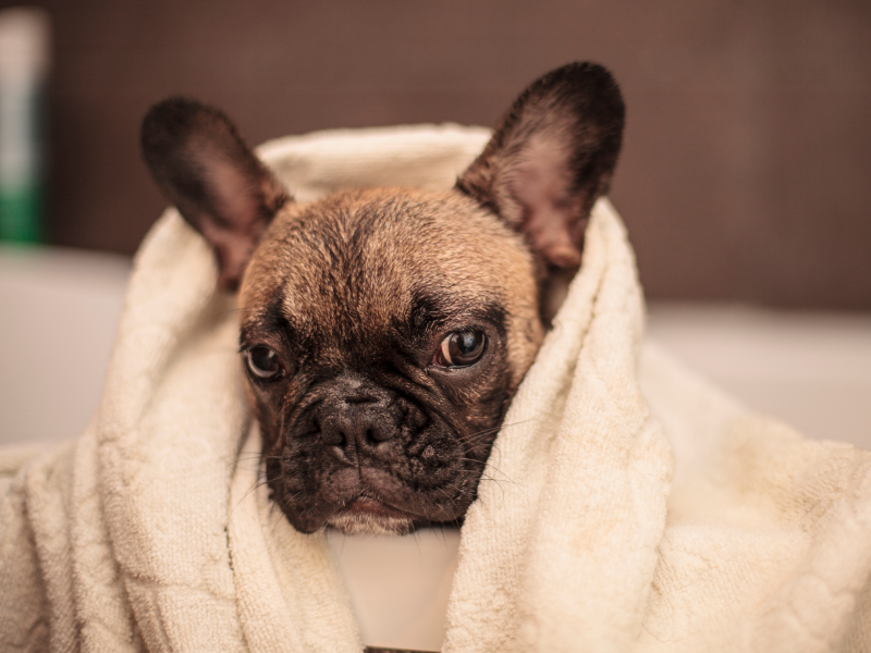 picture of a french bulldog in a bath
