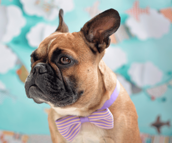 picture of a french bulldog