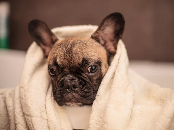 picture of a french bulldog wrapped in a bath towel