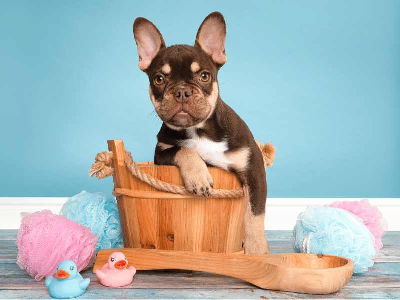 picture of a french bulldog in a bath