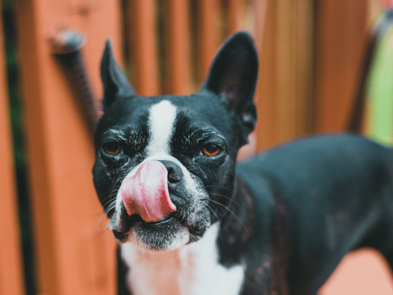 picture of a french bulldog licking their snout