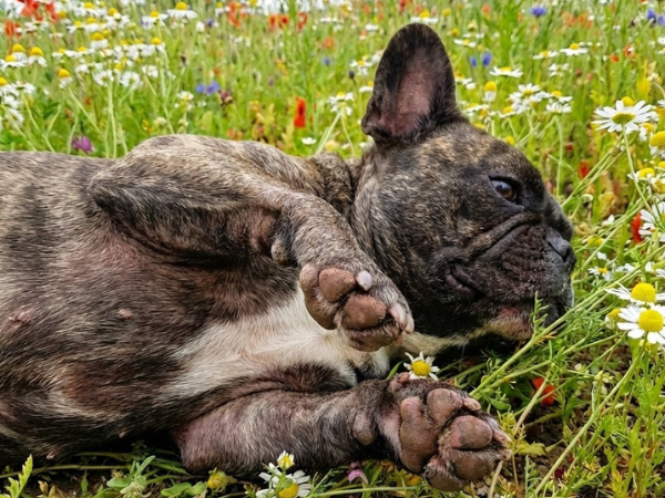picture of a french bulldog lying in a field of grass and flowers