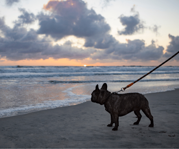 picture of a french bulldog on the beach