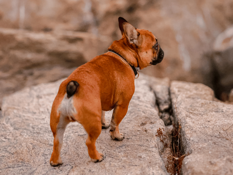 french bulldog tail pocket
